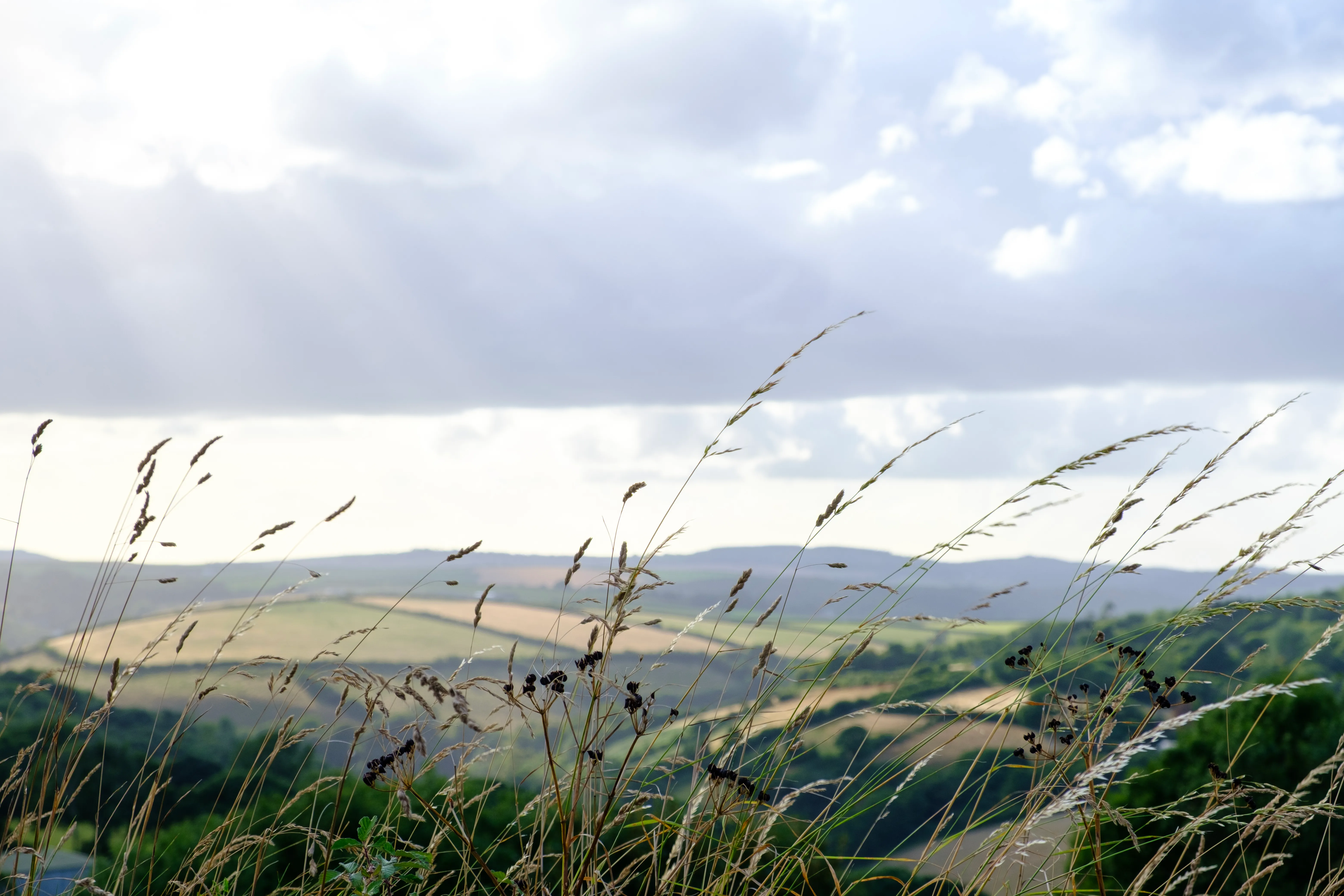 Tall grasses and rays of sun coming through a hazy sky